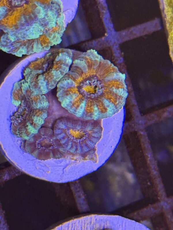 Acan lord rainbow wysiwyg colony