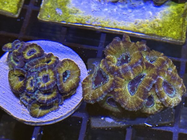 Acan lord wysiwyg colony - golden rainbow