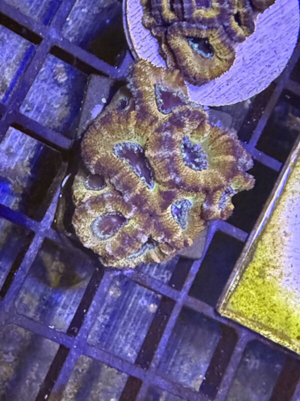 Acan lord colony - golden rainbow - Image 3