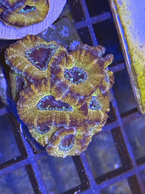 Acan lord colony - golden rainbow - Image 4