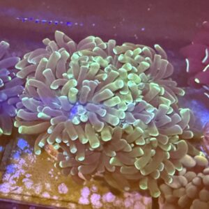 Hammer coral colony - pastel green WYSIWYG