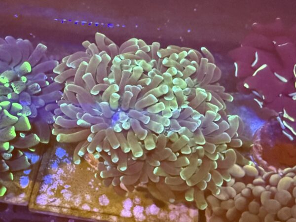 Hammer coral colony - pastel green WYSIWYG