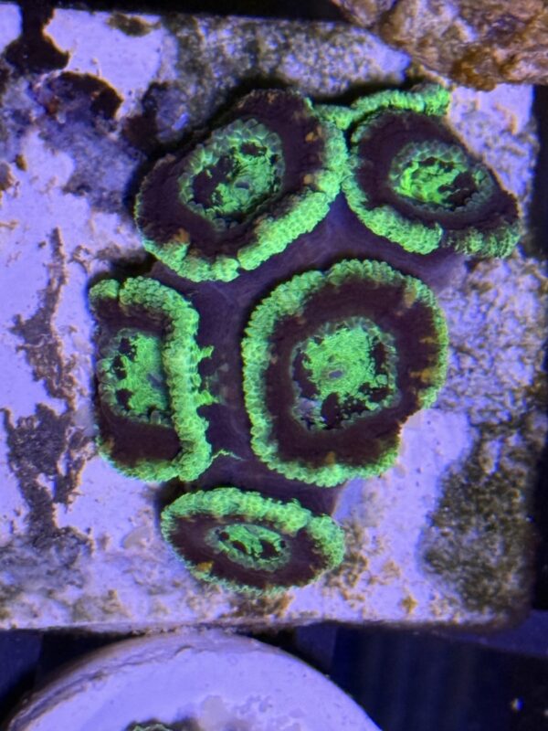 Acan lord coral colony green black