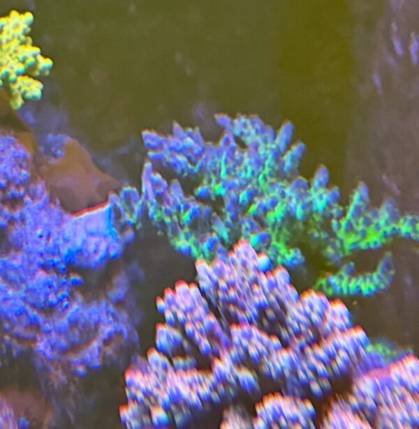 Myiagi tort acropora colony WYSIWYG - Image 3