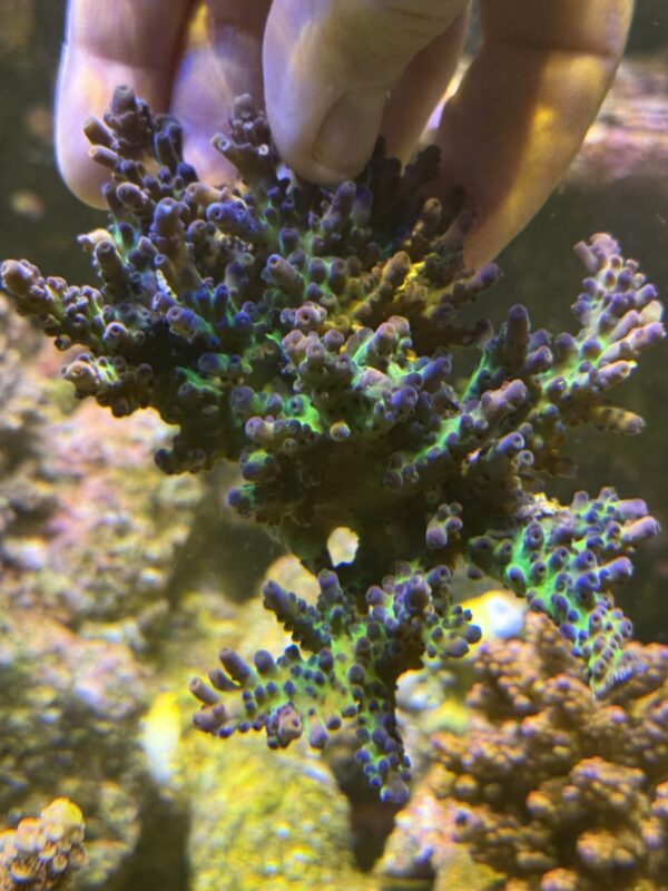 Myiagi tort acropora colony WYSIWYG