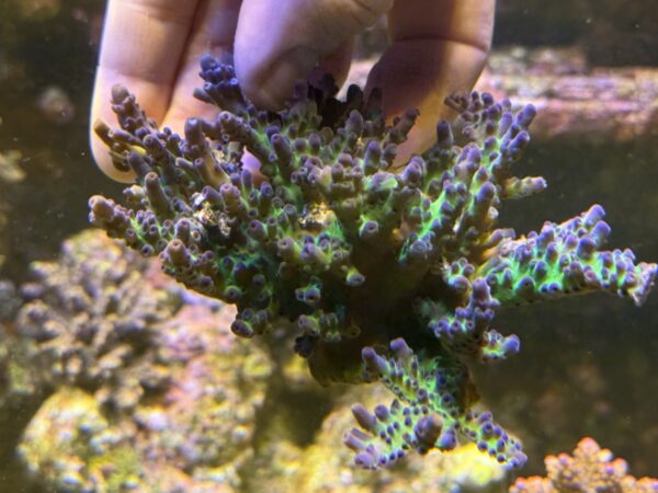 Myiagi tort acropora colony WYSIWYG - Image 2