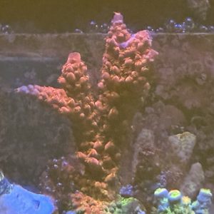 WYSIWYG Acropora - PC Rainbow - large