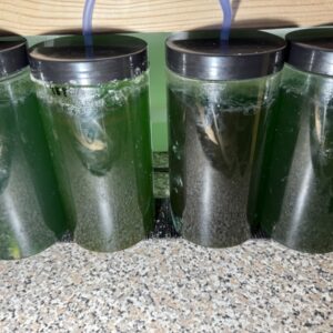 Nannochloropsis  phytoplankton. Good fresh and local