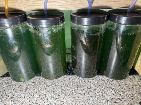 Nannochloropsis  phytoplankton. Good fresh and local