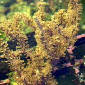 Gorgonian coral - photosynthetic- frag.