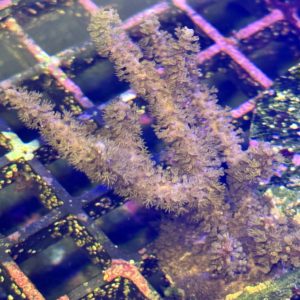 Gorgonian coral type 2 - photosynthetic - frag.