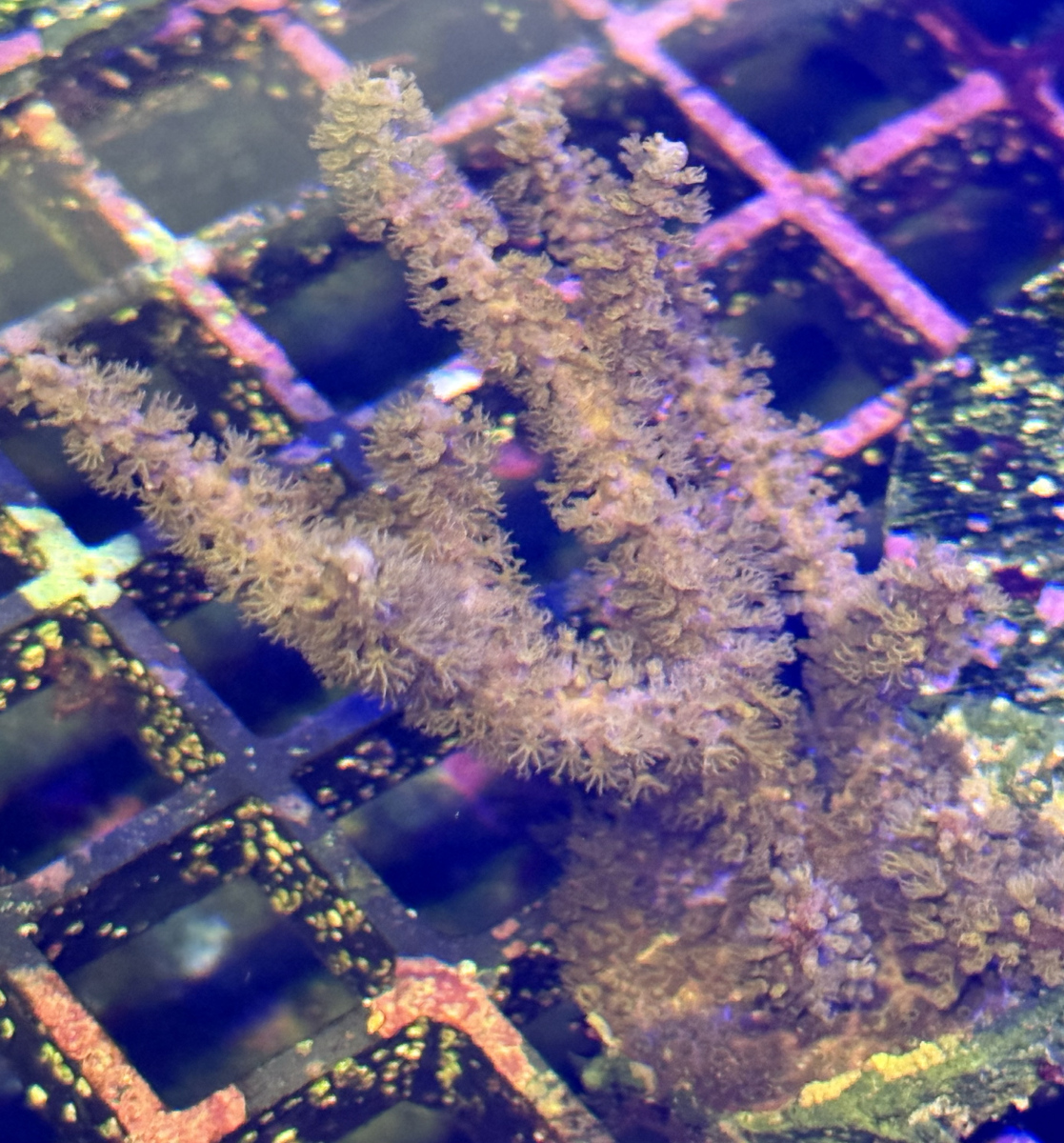 Gorgonian coral type 2 - photosynthetic - frag.
