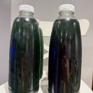 Live Nannochloropsis Phytoplankton 0.75L – Concentrated Reef & Pod Feed