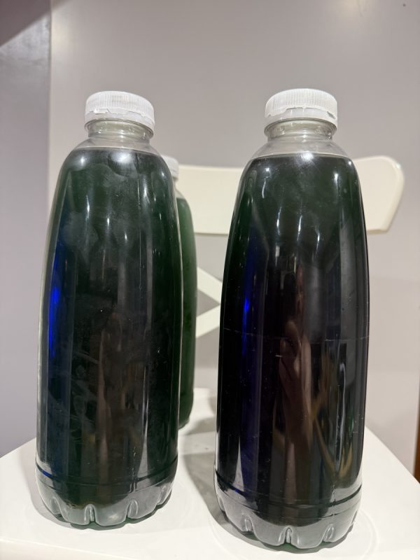 Live Nannochloropsis Phytoplankton 0.75L – Concentrated Reef & Pod Feed