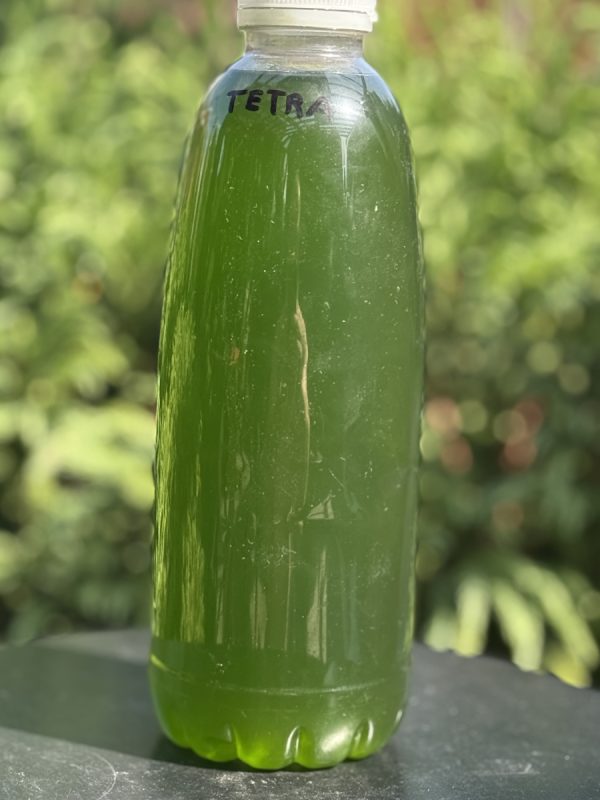 Live Tetraselmis Phytoplankton – 0.75 L – Premium Marine Microalgae for Reef Tanks & Live Food Cultures