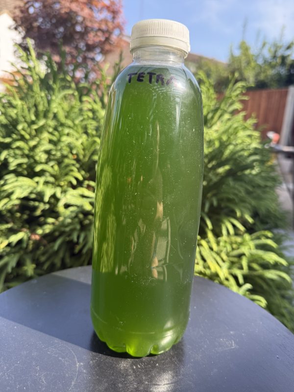 Live Tetraselmis Phytoplankton – 0.75 L – Premium Marine Microalgae for Reef Tanks & Live Food Cultures - Image 2