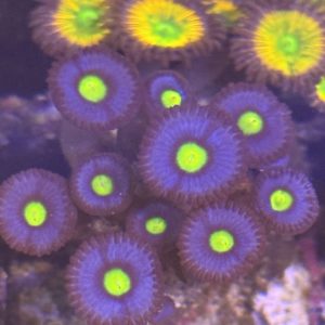 Zoa AOI