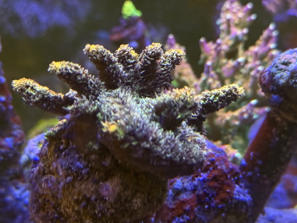 Golden millepora 
