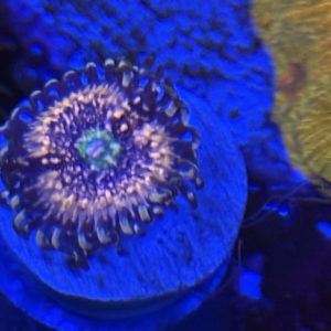 CoralBay UK - Pink zipper zoanthid coral
