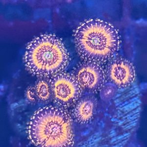 Zoanthid coral - Pink zippers