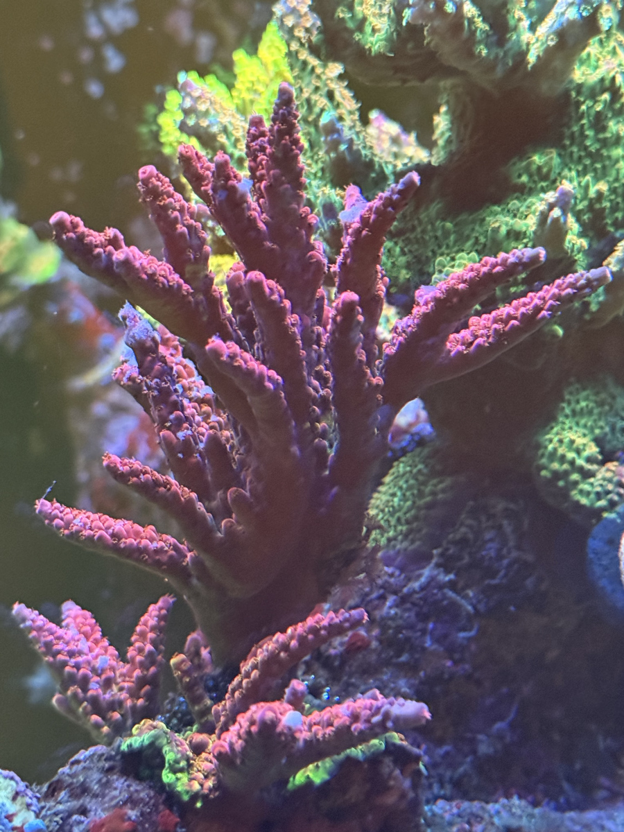 Acropora - PC RAINBOW colony