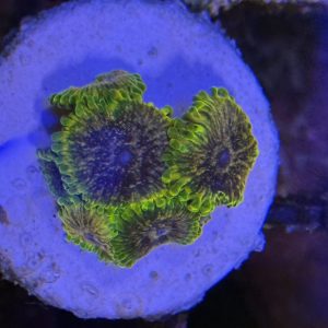 Zoa acid reflux