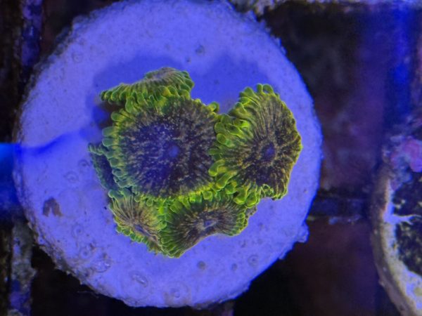 Zoa acid reflux