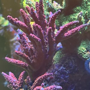 Acropora - PC RAINBOW colony
