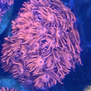 Goniopora - pink
