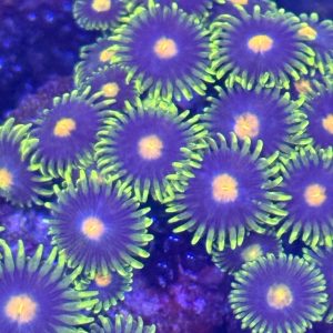 Zoa - unknown