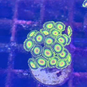 Zoanthid Rasta