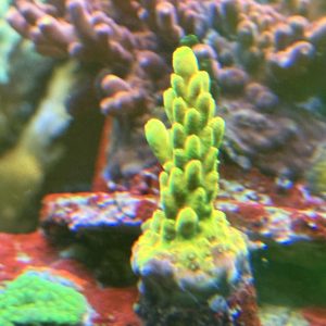 Acropora - golden jawdropper frag