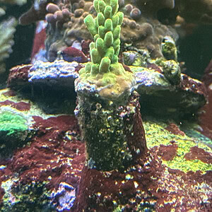 Acropora - golden jawdropper frag