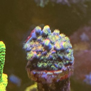 Acropora - rainbow tenuis. Amazing colours