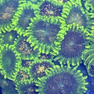 Zoanthid coral - Blackberry voodoo
