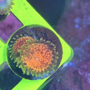 Zoanthid coral - Unknown-beauty