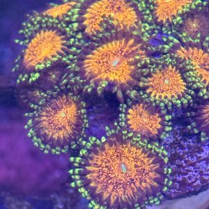Zoa - Unknown beauty