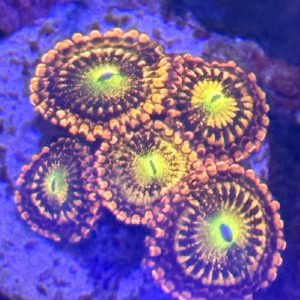 Zoa - Alien anti venom