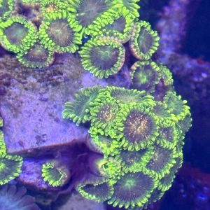 Zoa - Blackberry voodoo