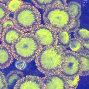 Zoa - scrambled eggs