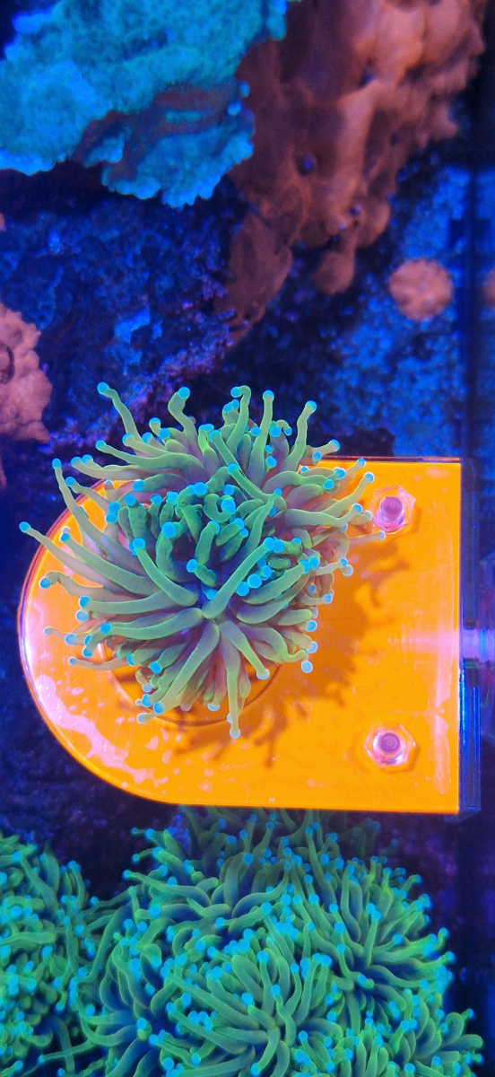 CoralBay UK - 20260204 105120