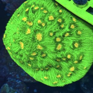 CoralBay UK - Chalice coral space invader 1