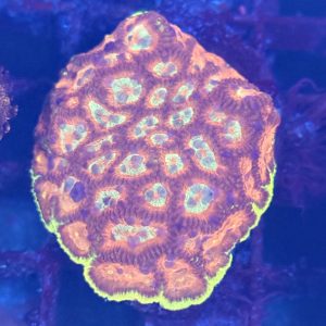 CoralBay UK - Favia coral big chunk 1