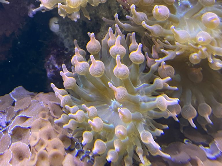 CoralBay UK - IMG 5339