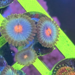 Zoanthid coral - MIami Vice WYSIWYG