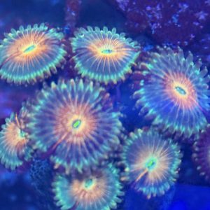 Zoanthid coral - blue agave