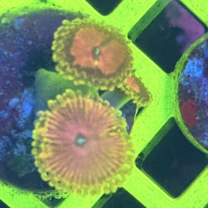 Zoanthid lime chillie