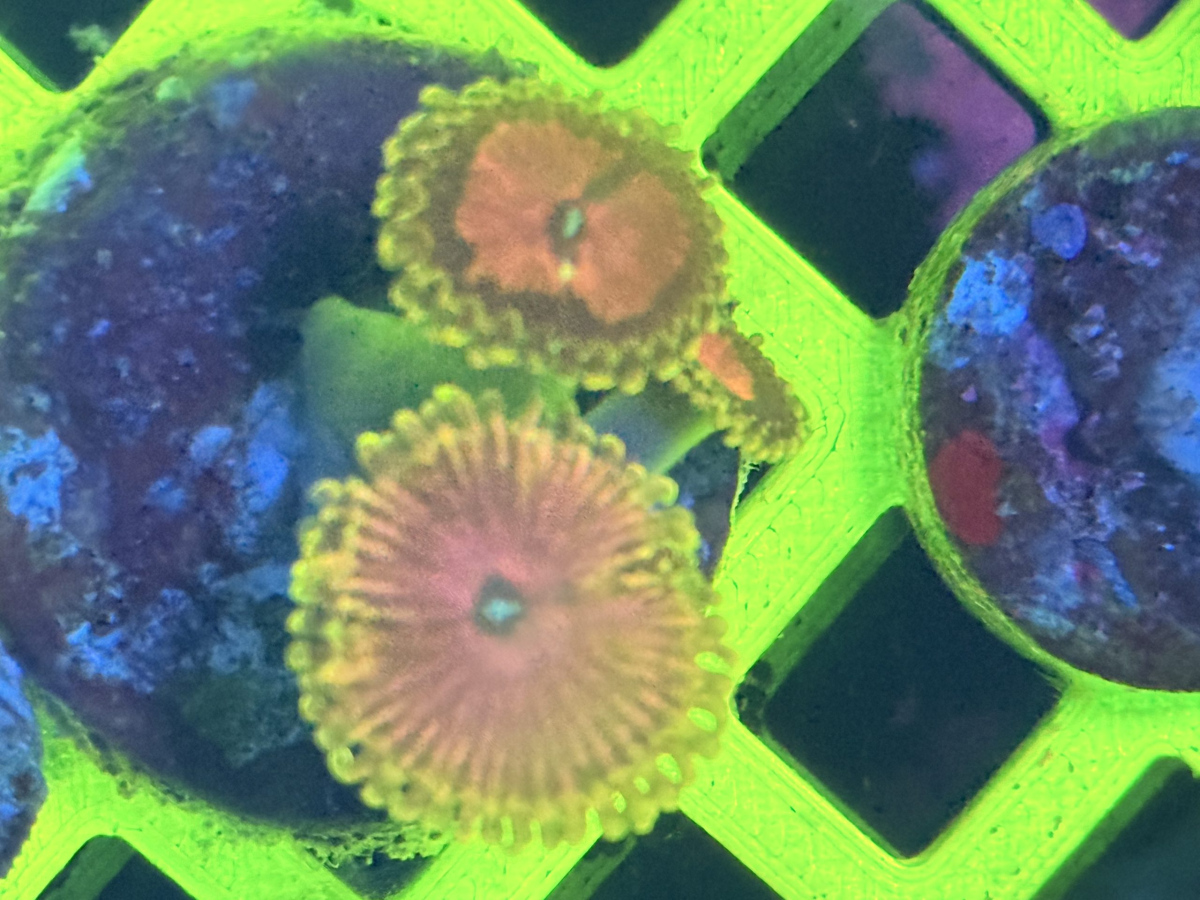 Zoanthid lime chillie