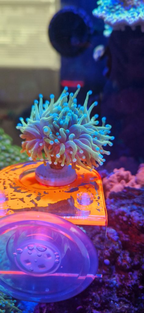 CoralBay UK - dragon soul torch coral 2