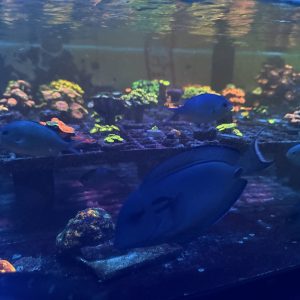 Fish - Vampire tang large